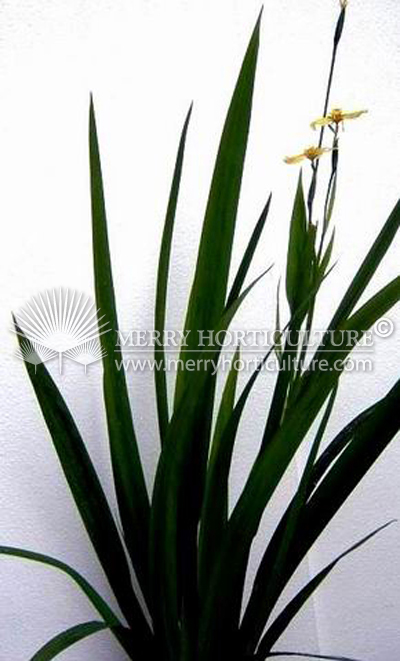 Neomarica Longifolia (Fan iris)_2